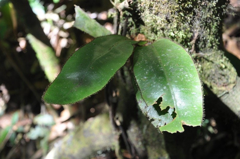 Elaphoglossum backhouseanum photo 3