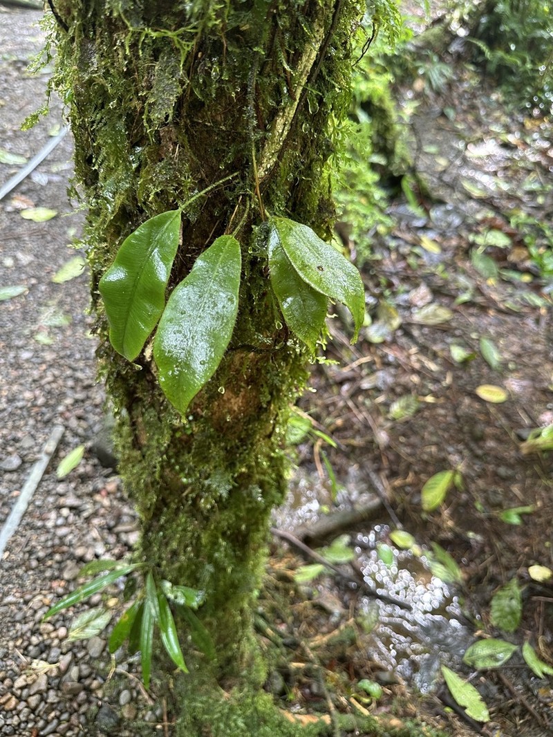 Elaphoglossum backhouseanum photo 4