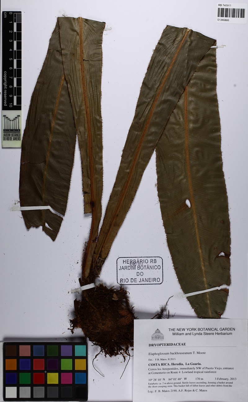 Elaphoglossum backhouseanum photo 7