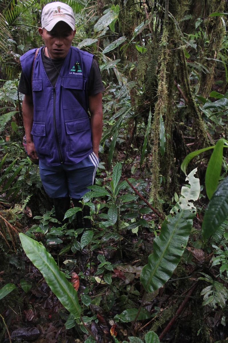 Elaphoglossum bakeri
