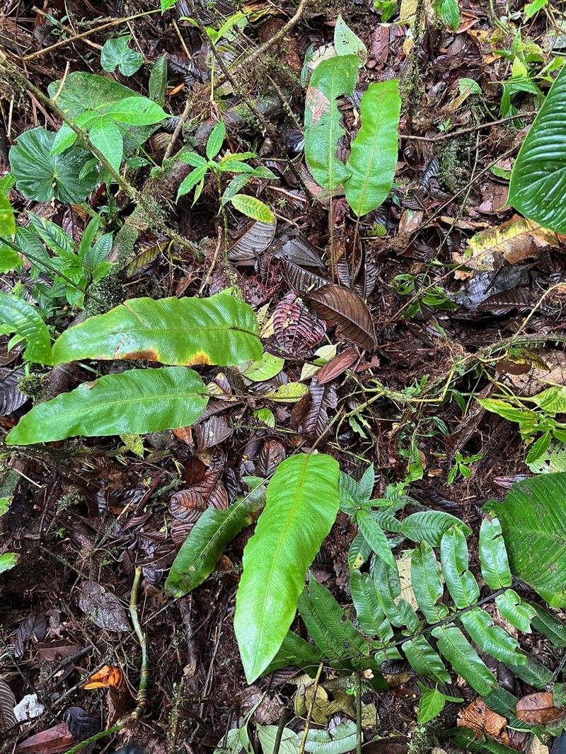 Elaphoglossum bakeri photo 2
