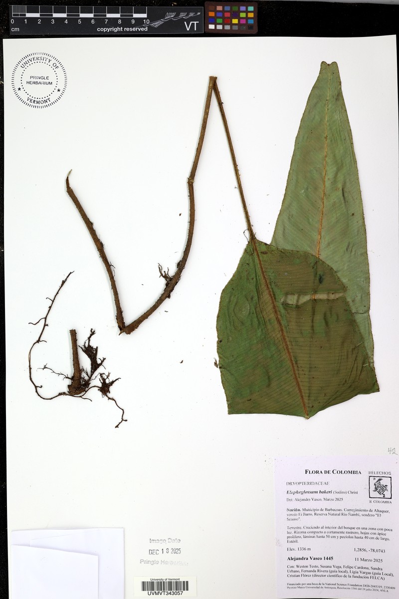 Elaphoglossum bakeri photo 4