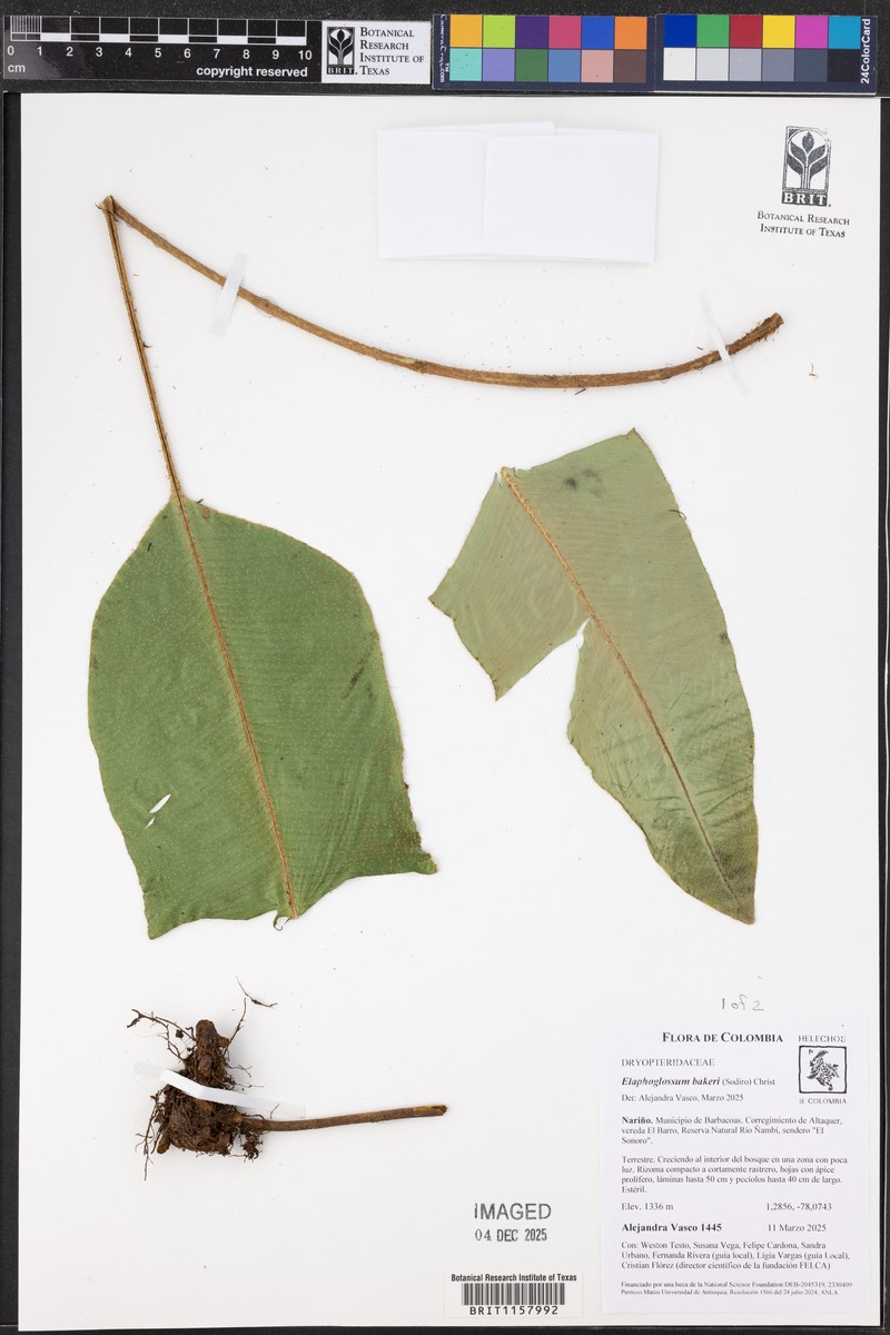 Elaphoglossum bakeri photo 6