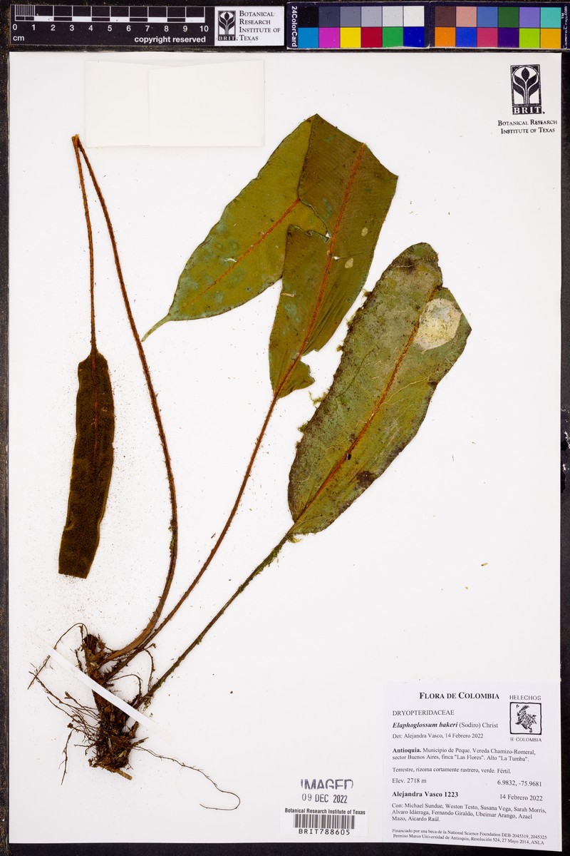 Elaphoglossum bakeri photo 7