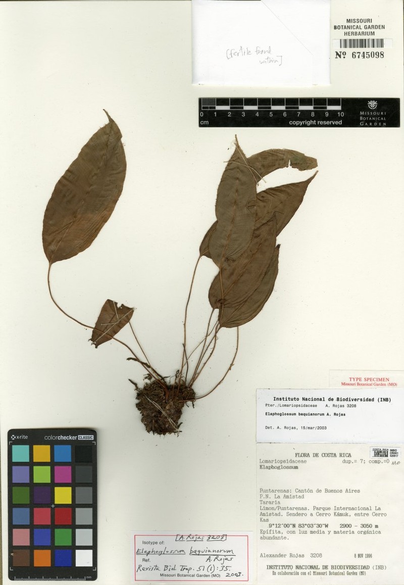 Elaphoglossum baquianorum