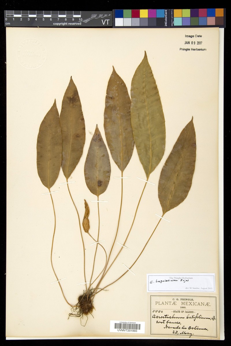 Elaphoglossum baquianorum photo 2
