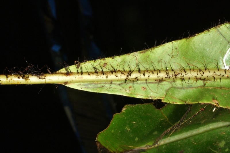 Elaphoglossum barbatum