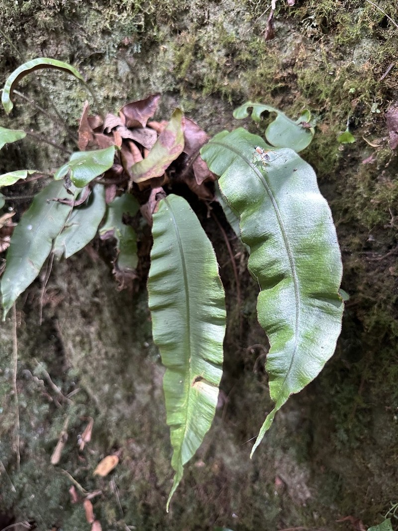 Elaphoglossum barbatum photo 2