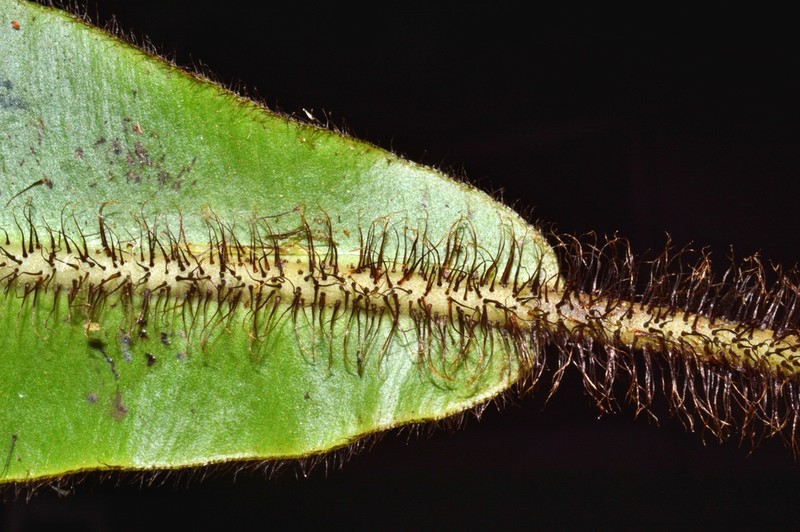 Elaphoglossum barbatum photo 3