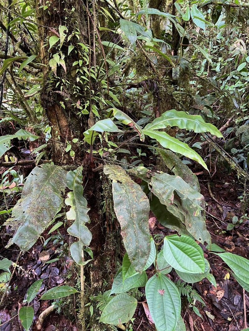 Elaphoglossum barbatum photo 4