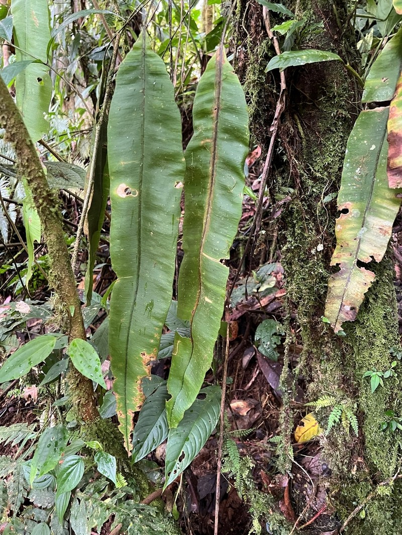 Elaphoglossum barbatum photo 5