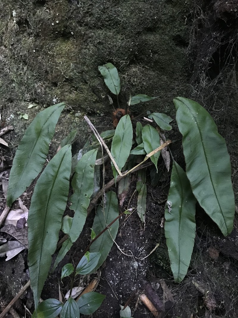 Elaphoglossum barbatum photo 6