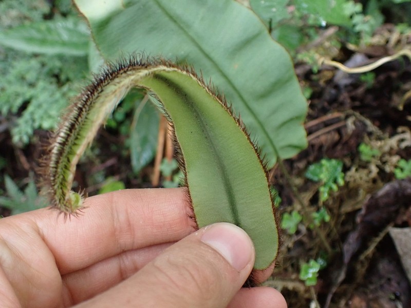 Elaphoglossum barbatum photo 7