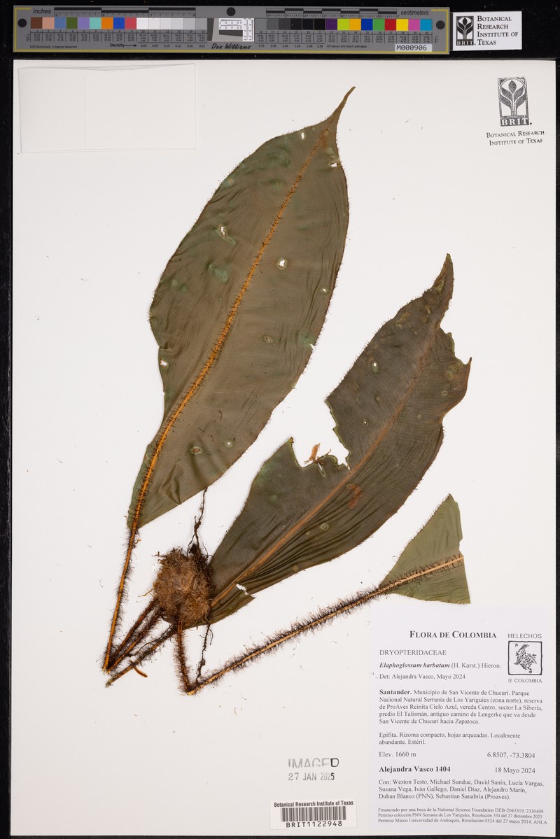 Elaphoglossum barbatum photo 8