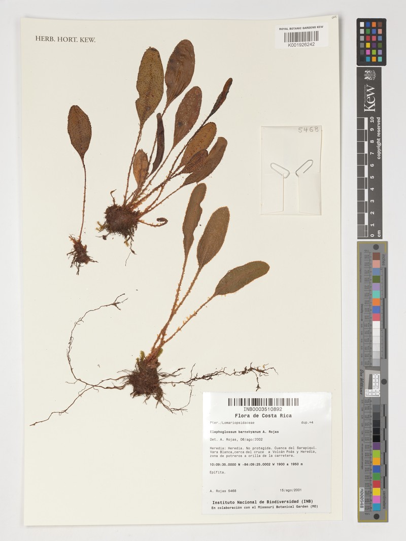 Elaphoglossum barnebyanum