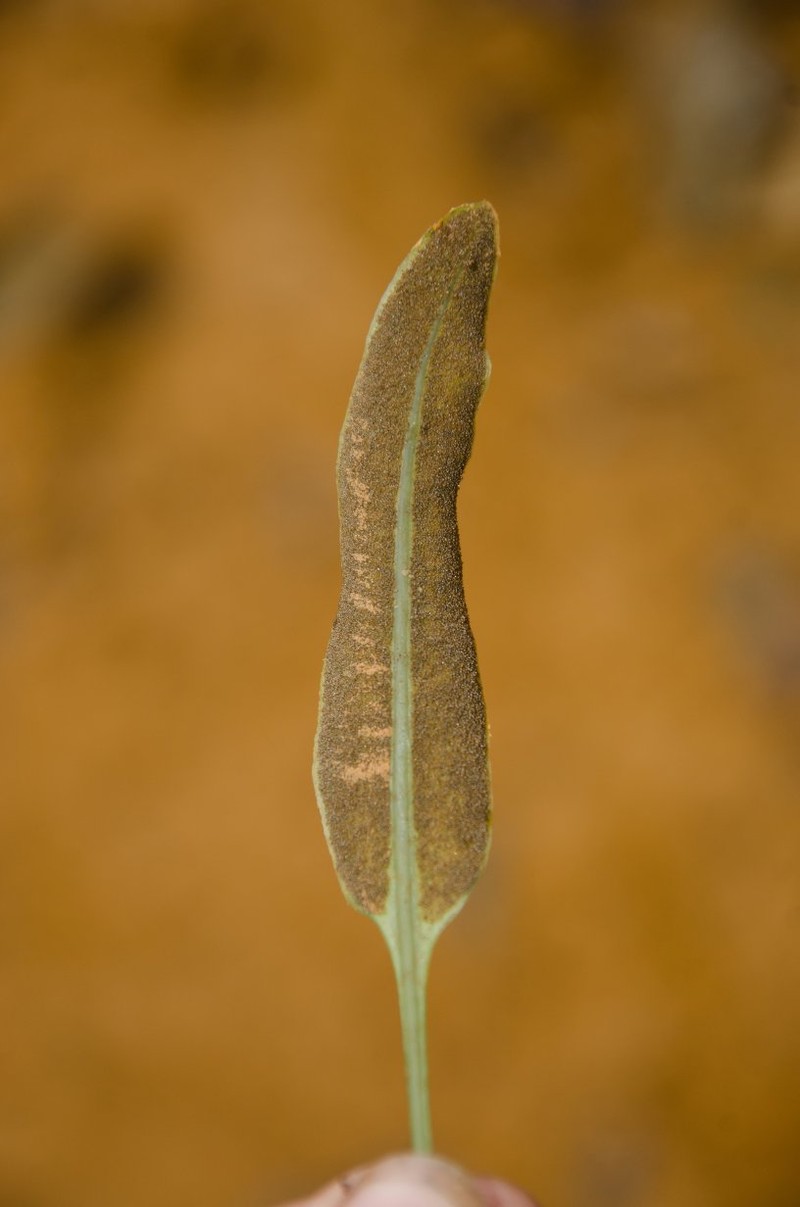 Elaphoglossum barteri