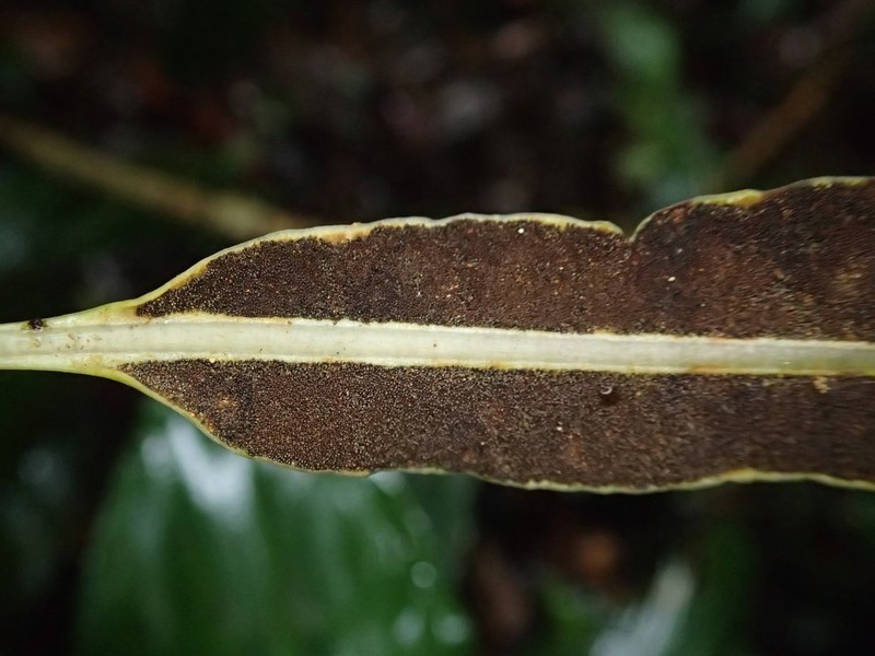 Elaphoglossum barteri photo 2