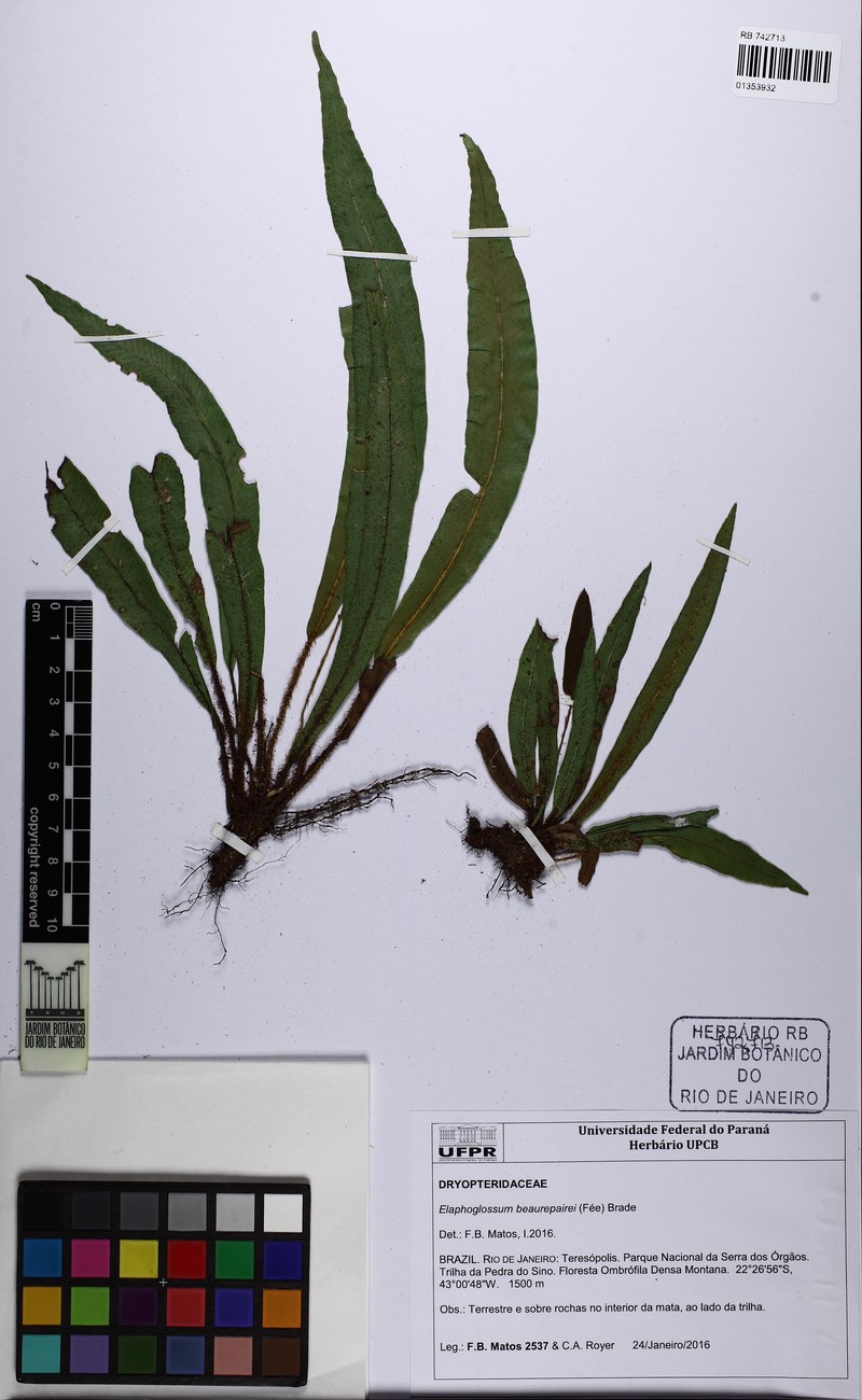 Elaphoglossum beaurepairei