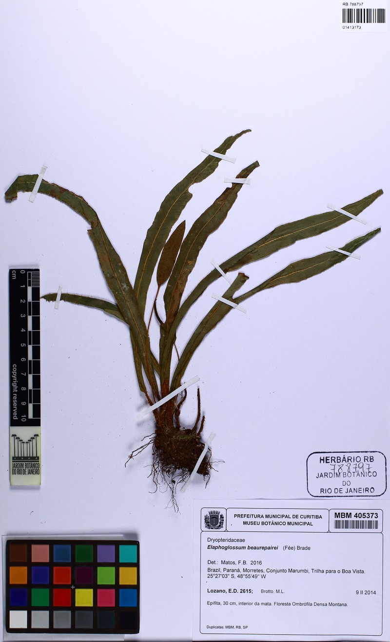 Elaphoglossum beaurepairei photo 2