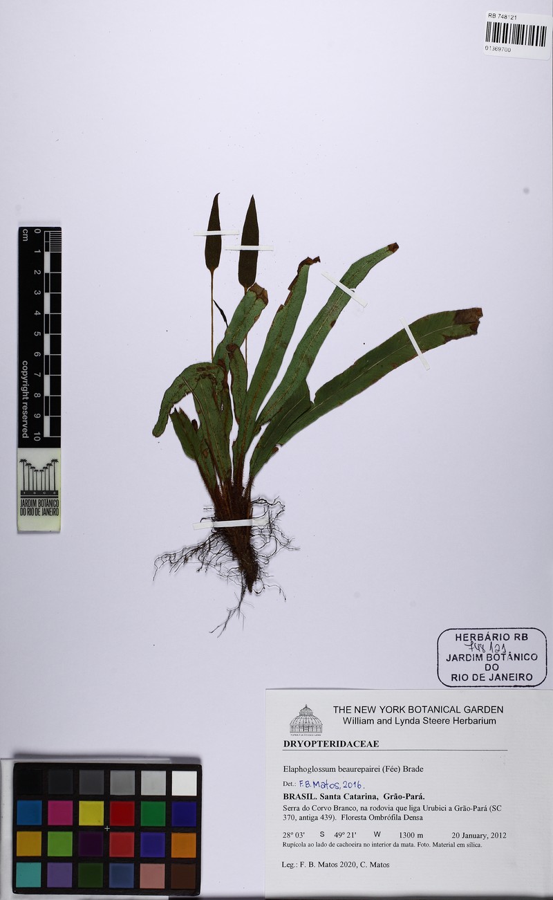 Elaphoglossum beaurepairei photo 3