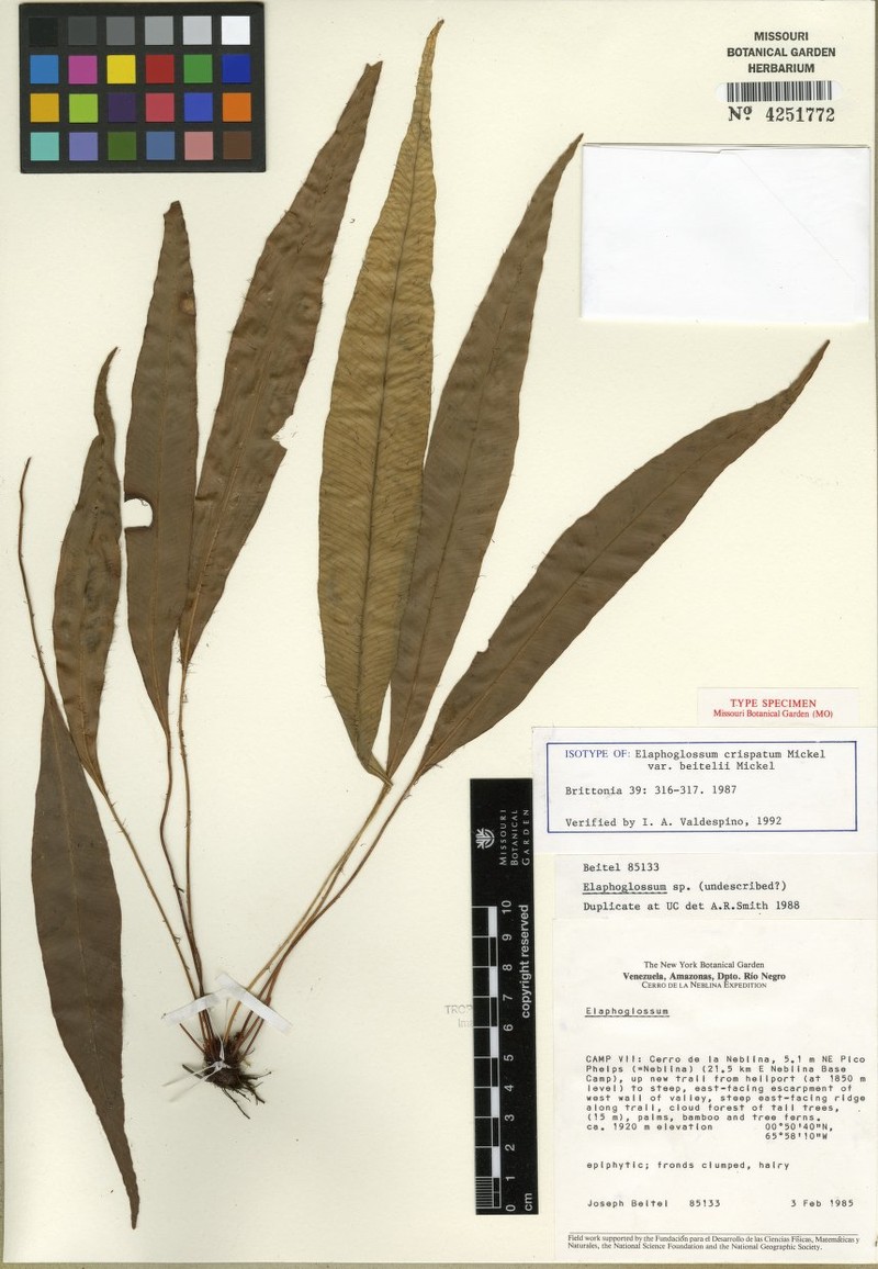 Elaphoglossum beitelii