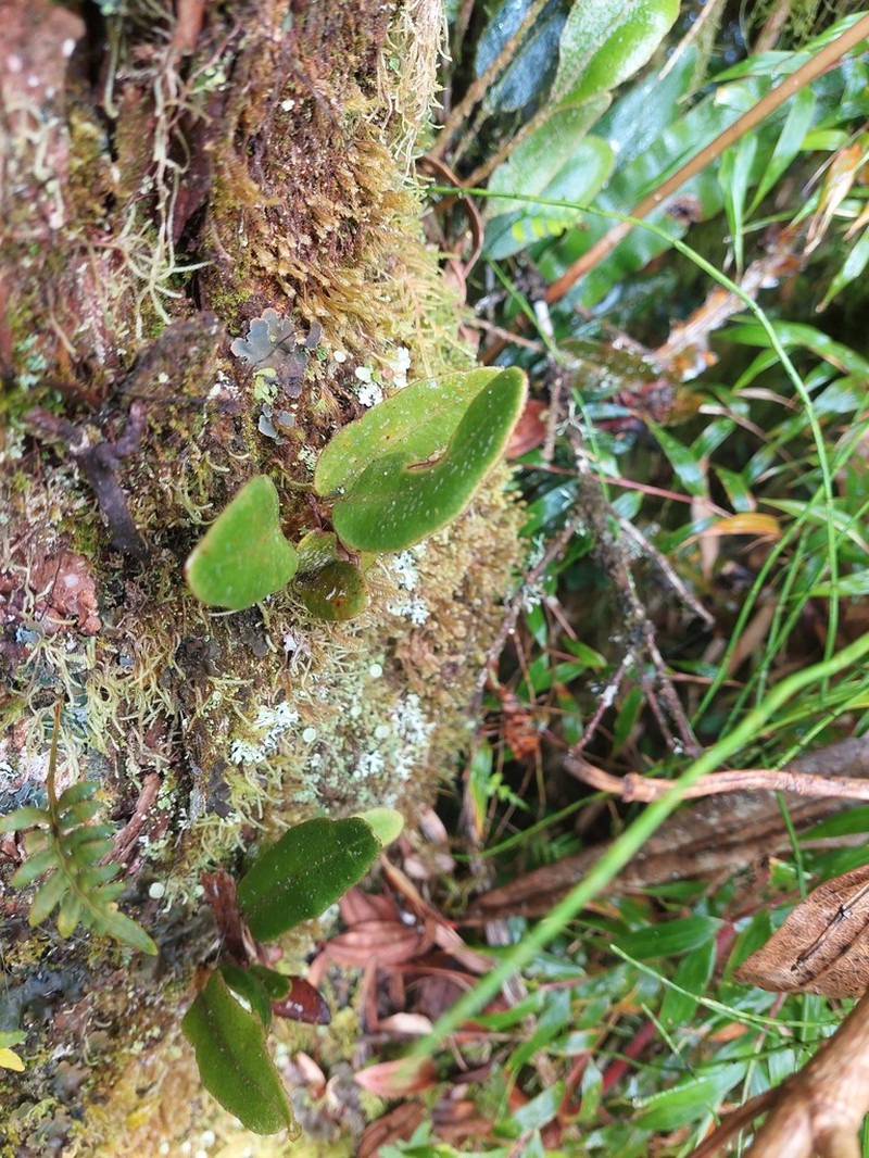 Elaphoglossum bellermannianum