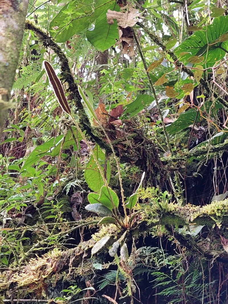 Elaphoglossum bellermannianum photo 2