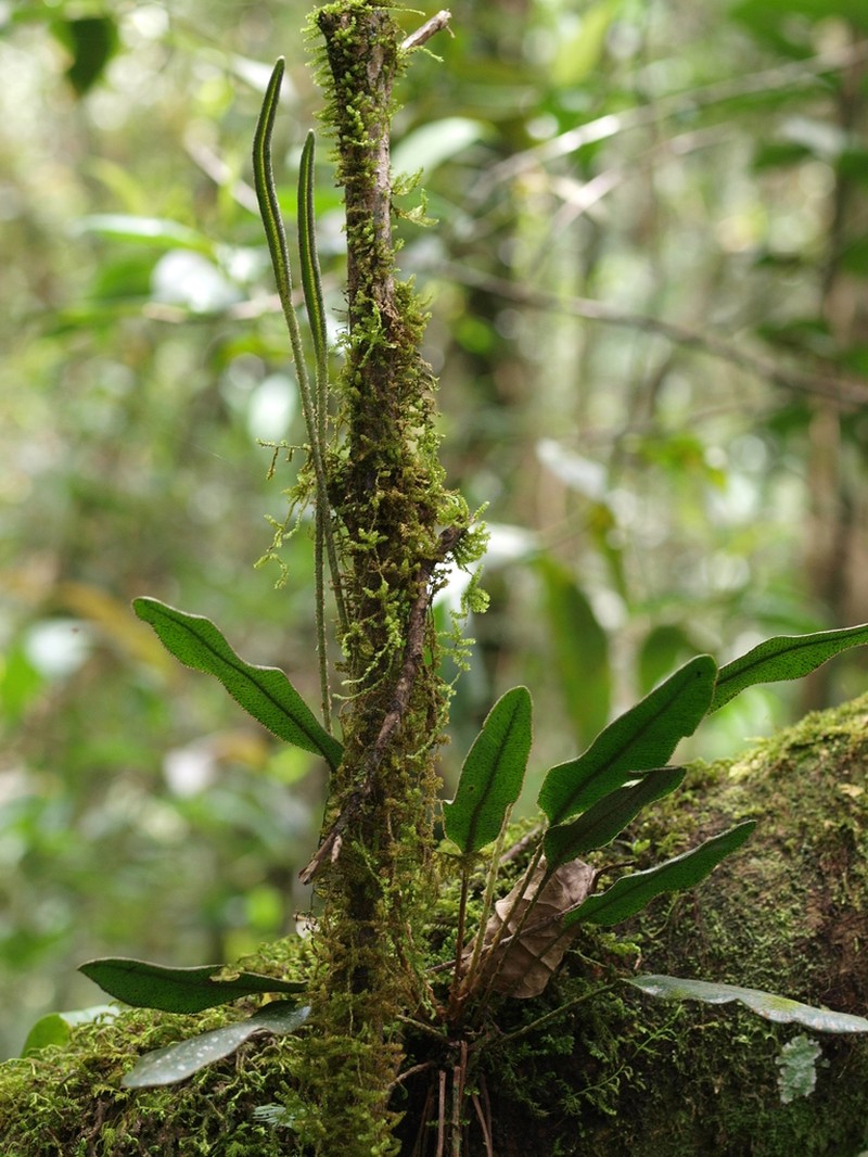 Elaphoglossum bellermannianum photo 3