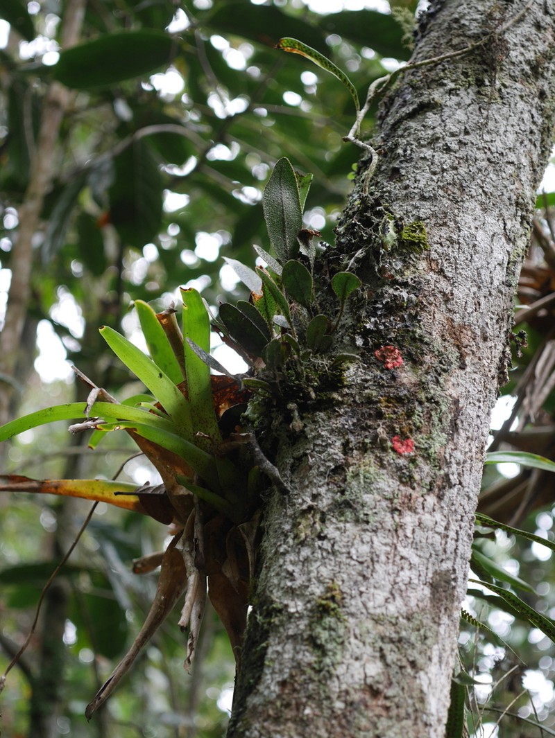 Elaphoglossum bellermannianum photo 4