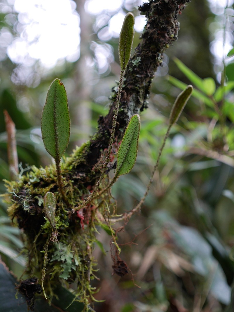 Elaphoglossum bellermannianum photo 5