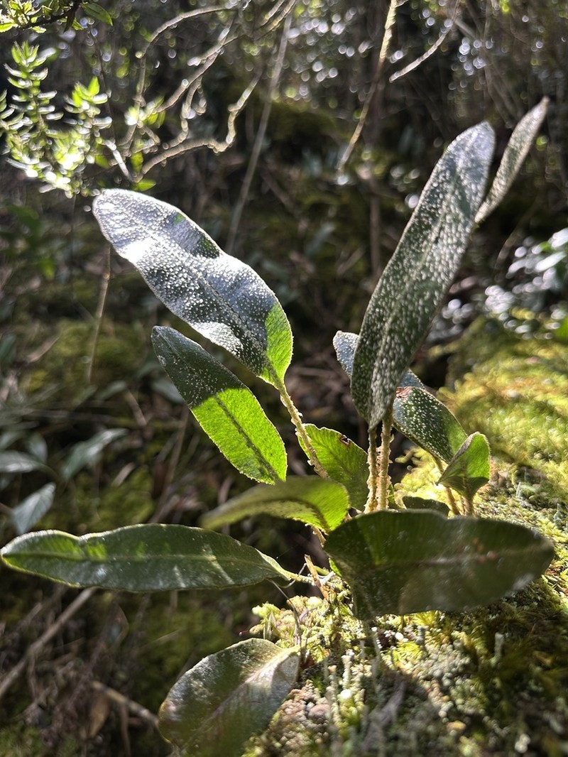 Elaphoglossum bellermannianum photo 6