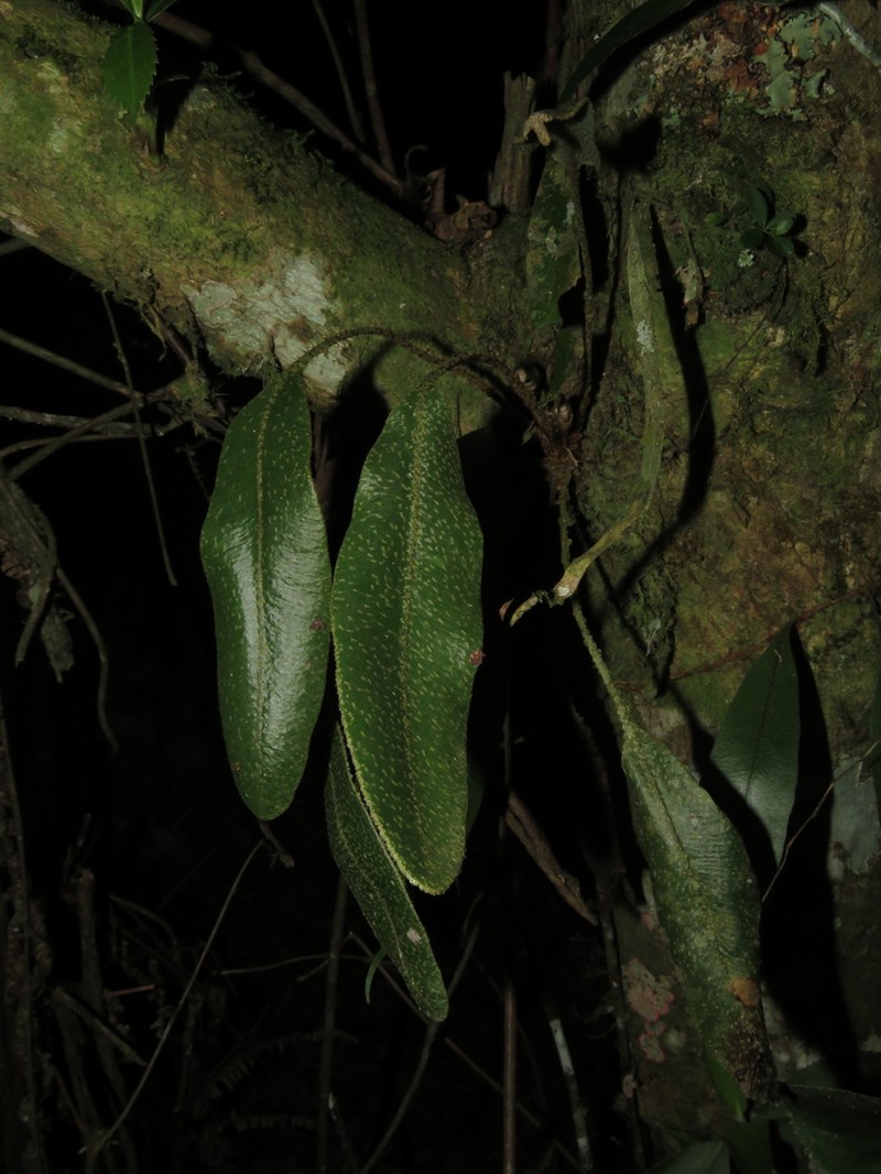Elaphoglossum bellermannianum photo 7