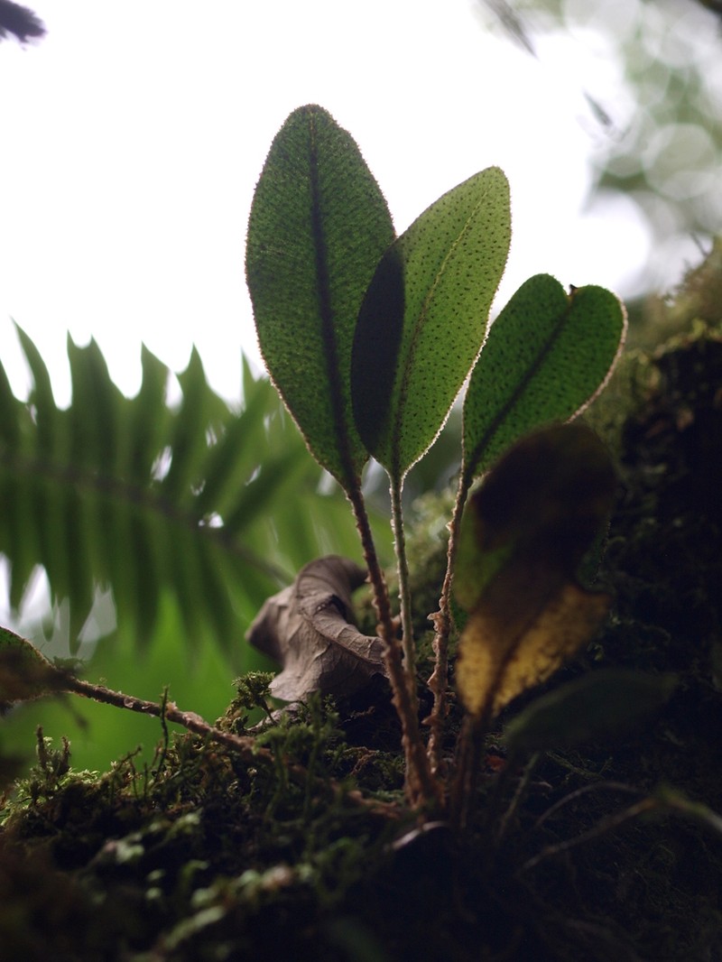Elaphoglossum bellermannianum photo 8