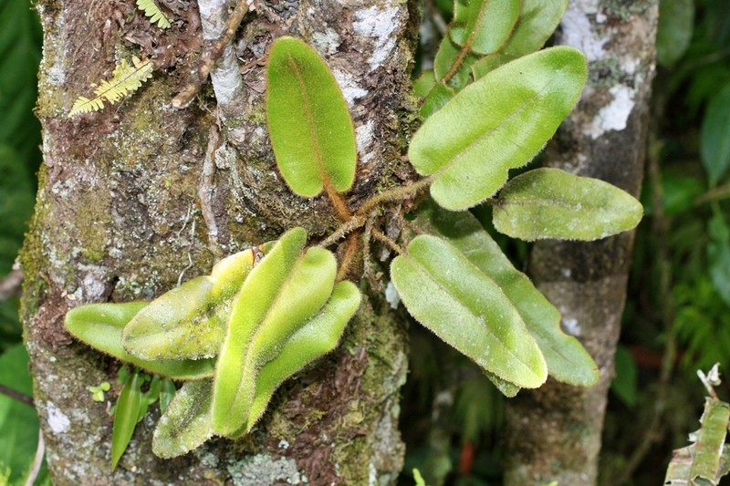 Elaphoglossum betancurii