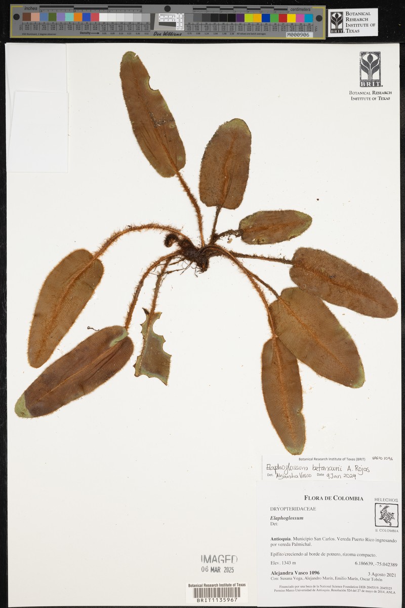Elaphoglossum betancurii photo 2