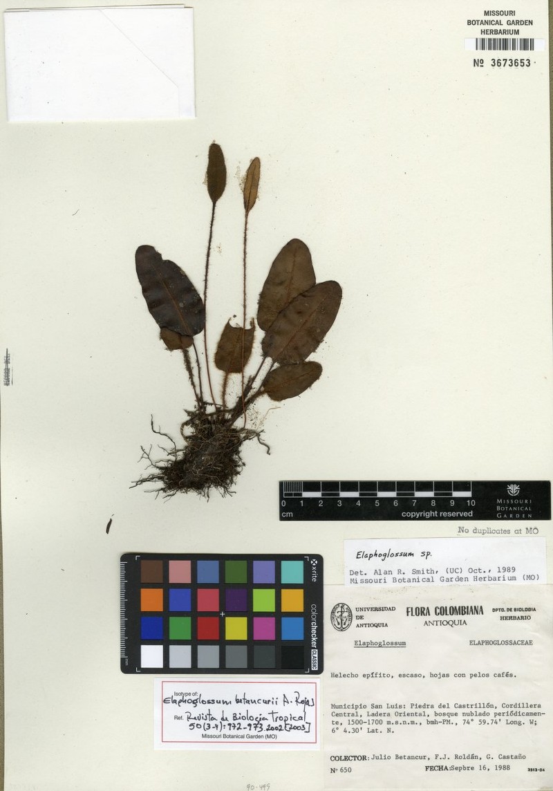 Elaphoglossum betancurii photo 3
