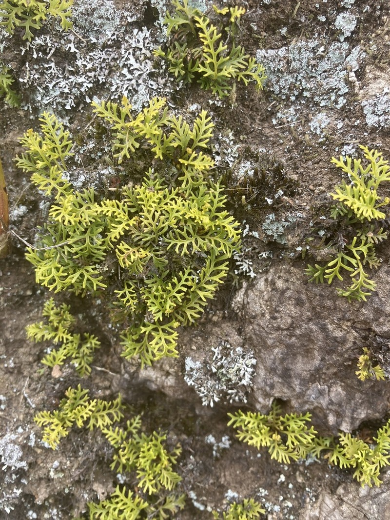 Elaphoglossum bifurcatum