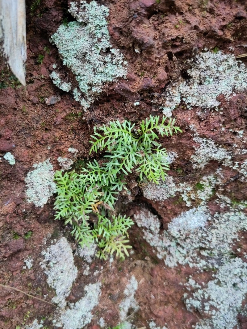 Elaphoglossum bifurcatum photo 2