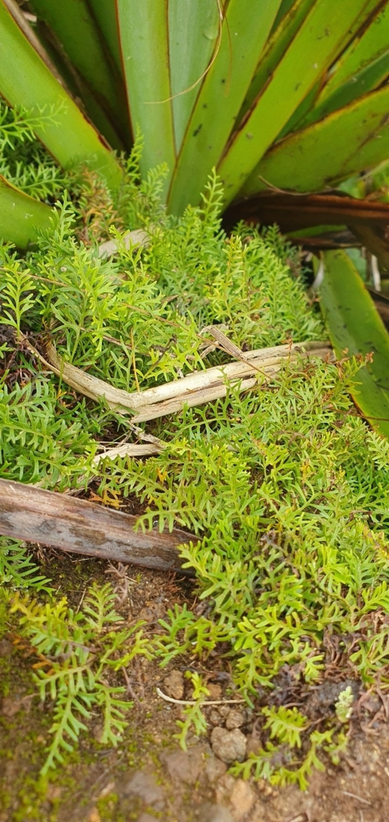 Elaphoglossum bifurcatum photo 3