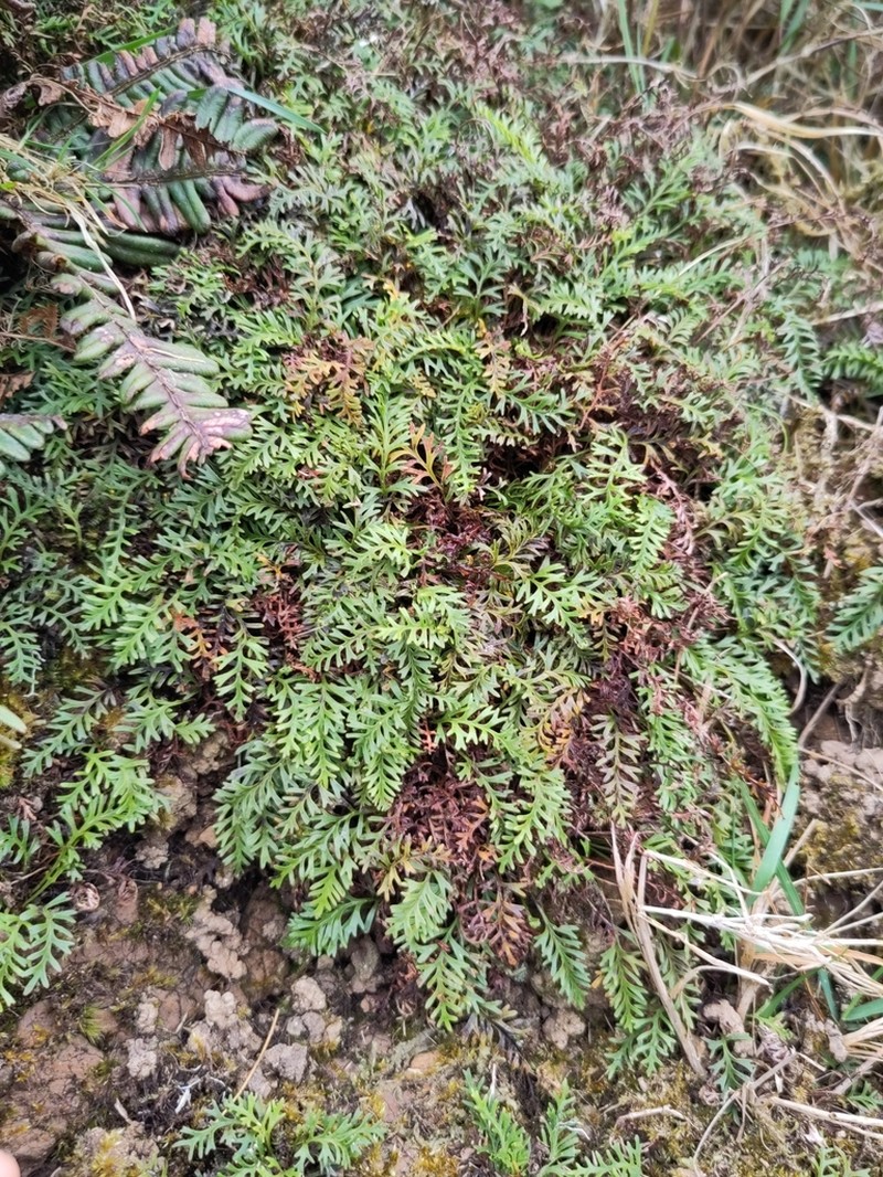 Elaphoglossum bifurcatum photo 4