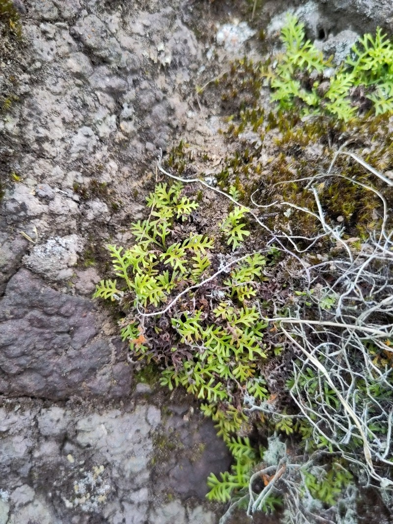 Elaphoglossum bifurcatum photo 5