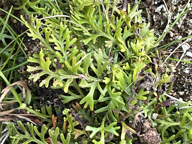 Elaphoglossum bifurcatum photo 6