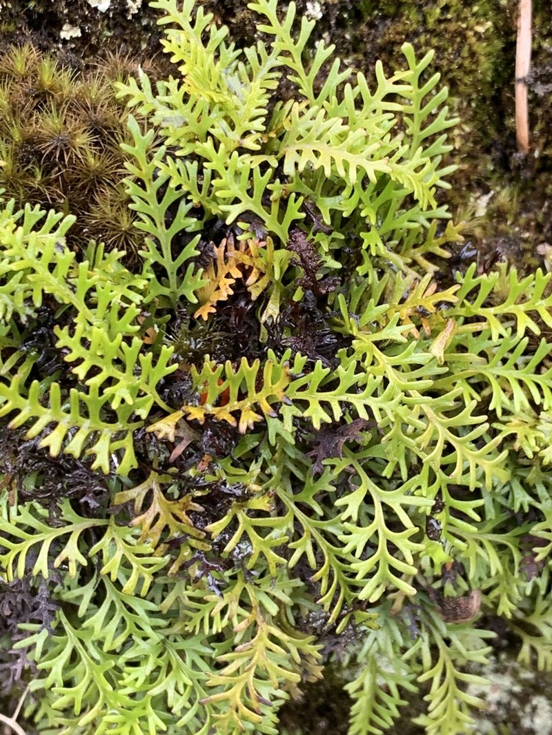 Elaphoglossum bifurcatum photo 7