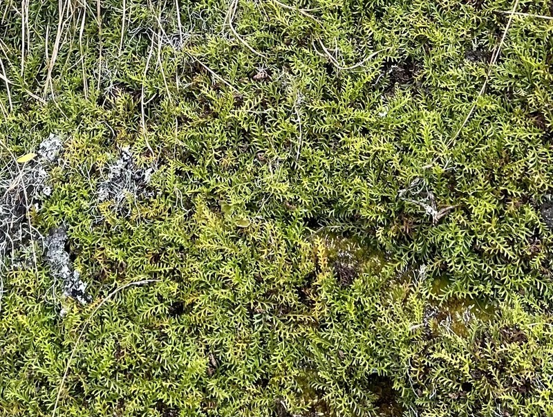 Elaphoglossum bifurcatum photo 8