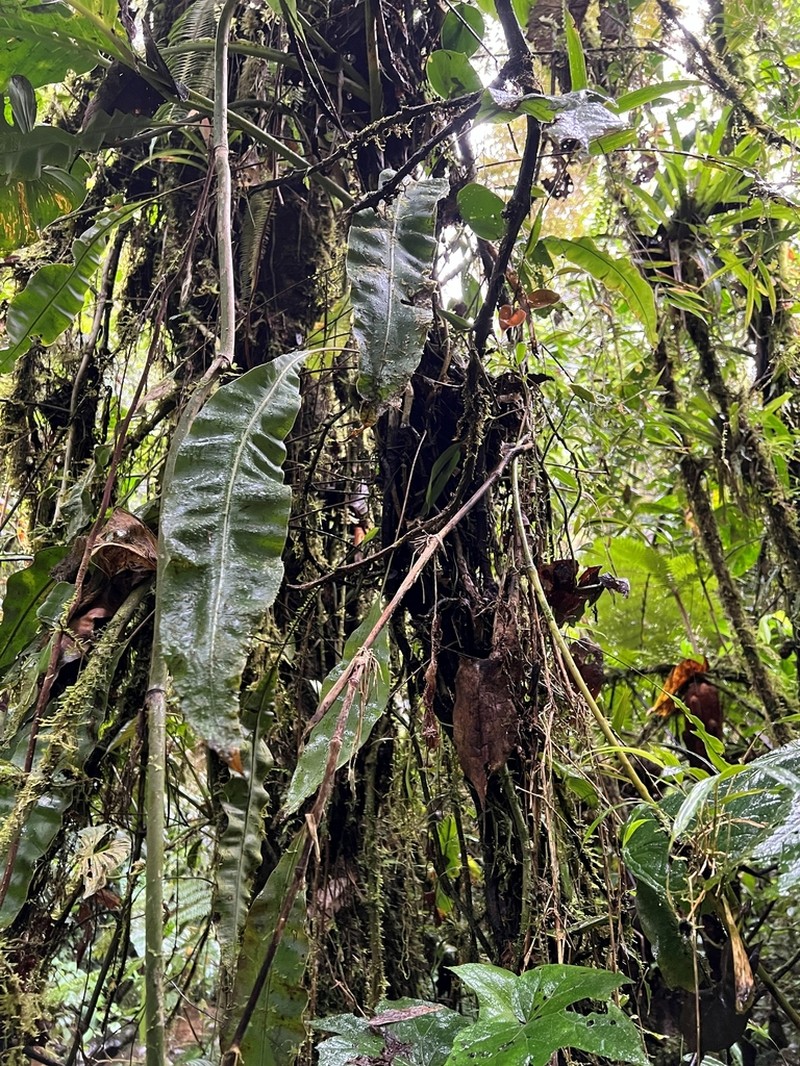Elaphoglossum biolleyi