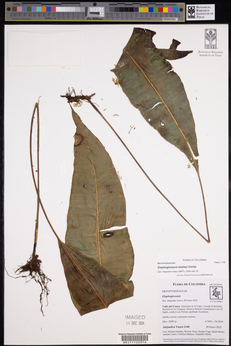 Elaphoglossum biolleyi photo 2