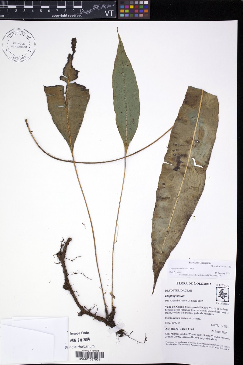 Elaphoglossum biolleyi photo 3
