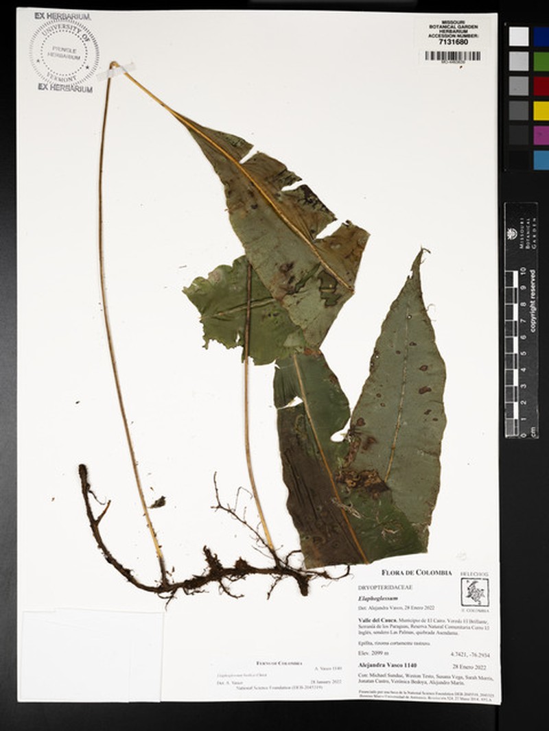 Elaphoglossum biolleyi photo 4