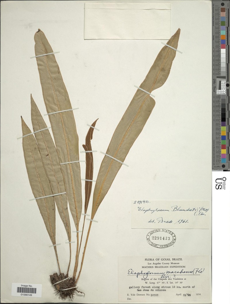 Elaphoglossum blanchetii