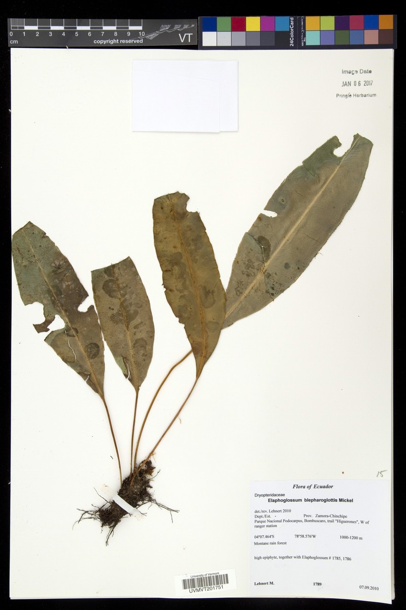 Elaphoglossum blepharoglottis
